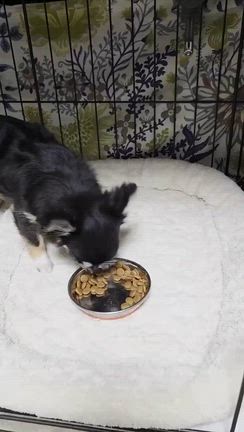 ルルのいない夜の記事動画