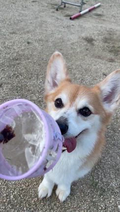 オモチャ遊び、始めました（動画あり）の記事動画