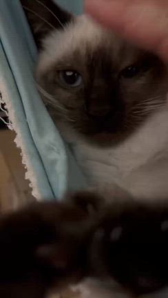 離れ離れにした結果の記事動画