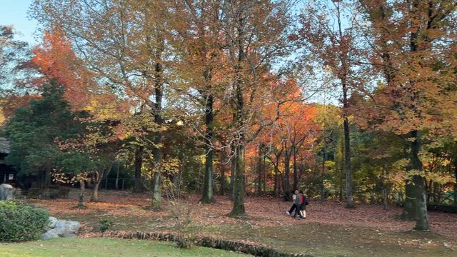 紅葉の記事動画