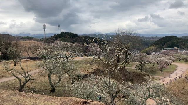 福岡県嘉麻市　筑前山田梅林公園（日炭山田炭鉱跡）の記事動画