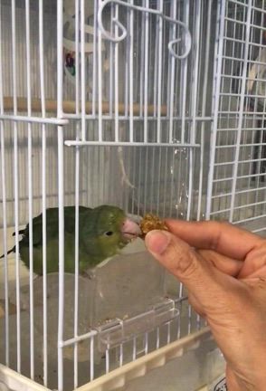 マメルリハさん、おうち募集いたします！の記事動画