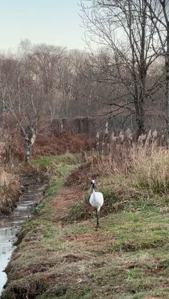 鶴居の想い出♡の記事動画