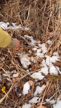 しいたけ、うちの子記念日❣️の記事動画