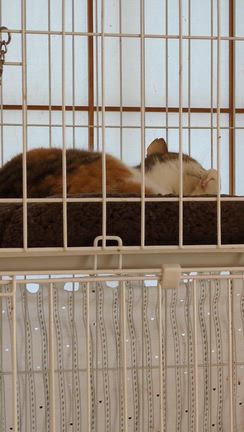 もも7・会いに行ってきました‼️の記事動画