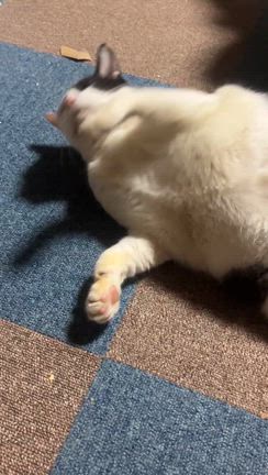 ハチジイのゴロゴロの記事動画