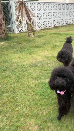 短時間だけランランの記事動画