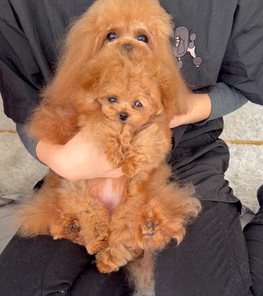 のあんちゃんの記事動画