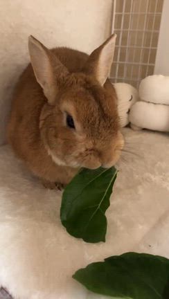 満月の膨張感とニッチ食欲の秋ならぬ食欲ナシの記事動画