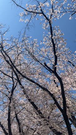 花見の記事動画