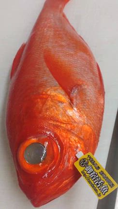 仕入れの記事動画