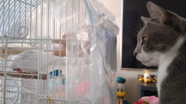 仲良ちコンビなのニャの記事動画