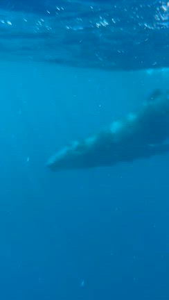 トンガの記事動画