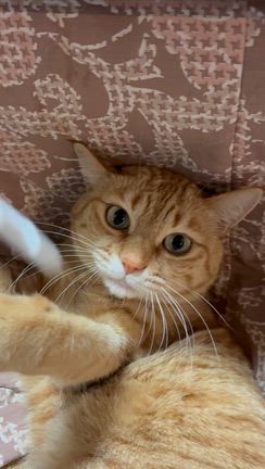 明日も温泉と可愛いにゃんきち【自閉症児育児】の記事動画