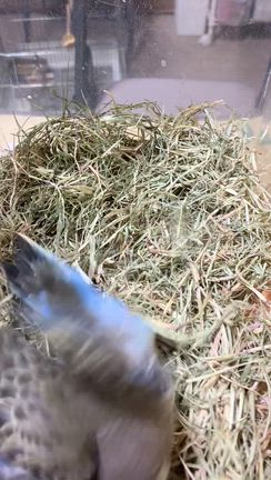 販売❣️アキクサインコ雛ちゃん♡の記事動画