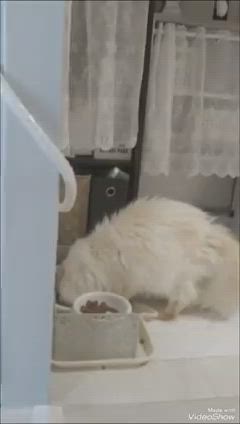 久し振りのお掃除ロボットの記事動画