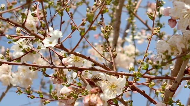 鳥の声と蜂の♪ブンブンが聞こえますか？の記事動画