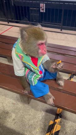 熊本で推しに会えた奇跡！！カイくんの記事動画