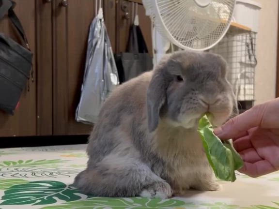 もぐもぐモグ曜日の記事動画