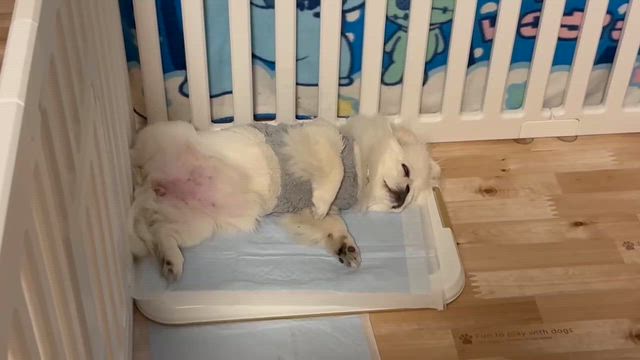 らんちゃん動画＆信州リンゴの記事動画