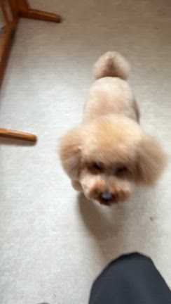 チロルくんの記事動画