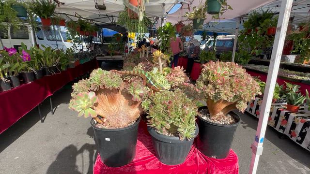 南カリフォルニア8泊で往復ドライブの旅♬ スワップミート編。の記事動画