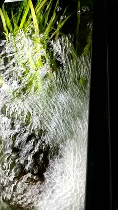 たなご水槽屋内の記事動画