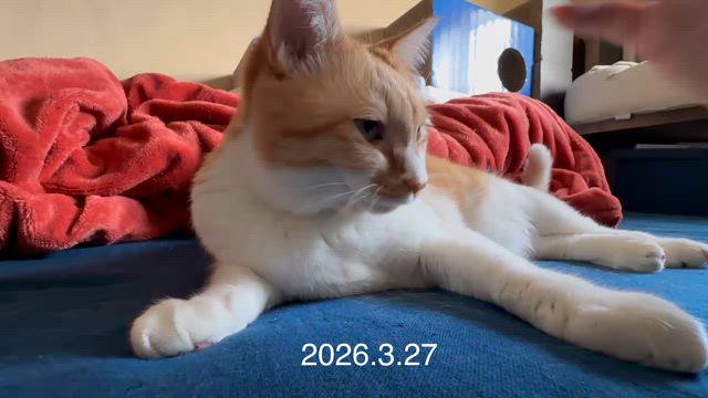 3月28日の星占いの記事動画