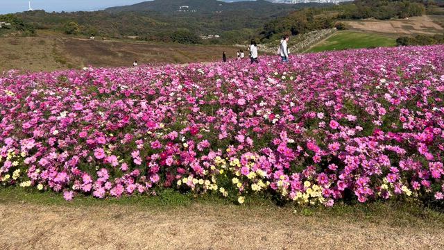 【2025年11月16日大好き淡路島、花さじきと道の駅うずしおに行って来たよ！の記事動画