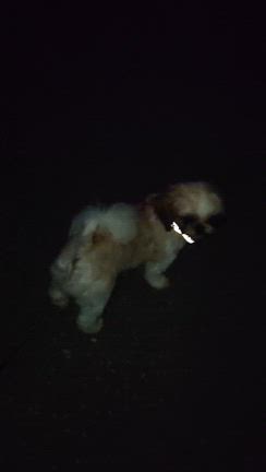 ぼくはみこと１歳３０日おや１歳１ヶ月だに〜〜の記事動画