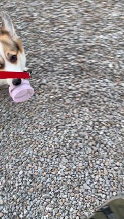 オモチャ遊び、始めました（動画あり）の記事動画