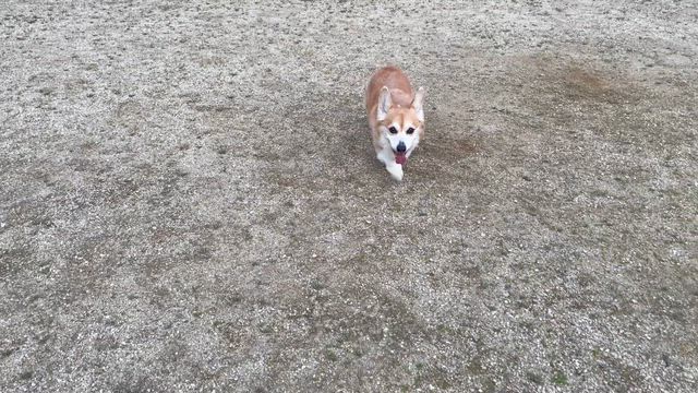 ペコちゃん（動画あり）の記事動画