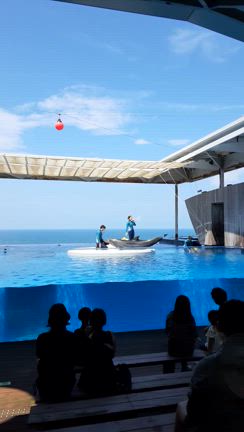 新潟県上越市水族博物館うみがたりにて　妊娠中のイルカさんに会ってきましたの記事動画