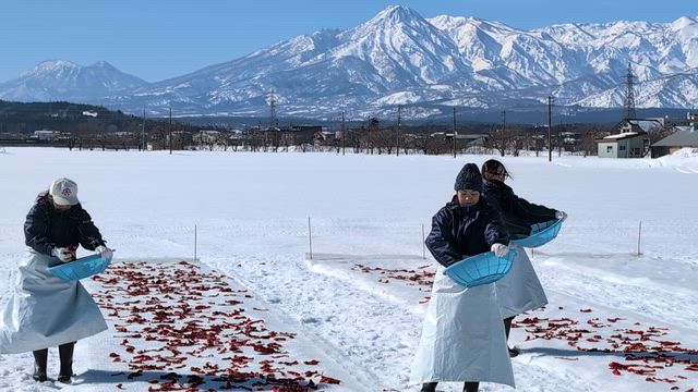 冬の風物詩「かんずり雪さらし」の記事動画