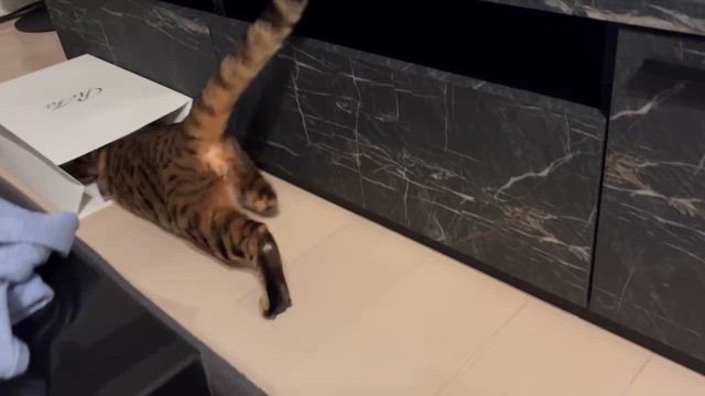 全てがプレゼントの記事動画