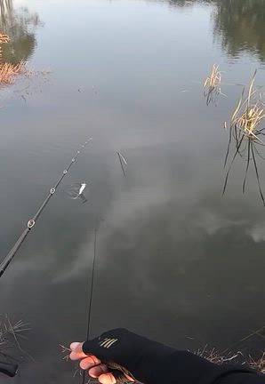 霞の1年、24ヶ月の中で最も難しい10月後期～11月の前、後期...の記事動画