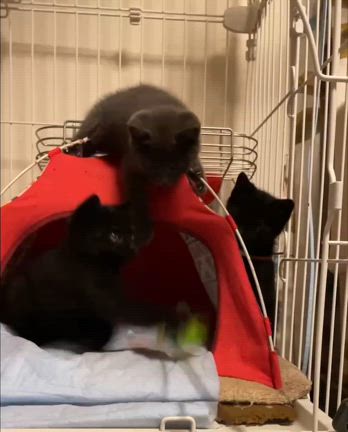 ★ 2024年　６月のご報告　★の記事動画