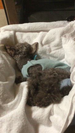 夢ちゃんお空に旅立ちましたの記事動画