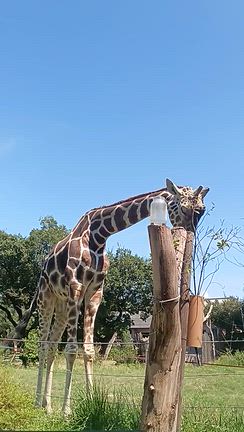 キリン大阪天王寺動物園9月写真のみ　その17の記事動画