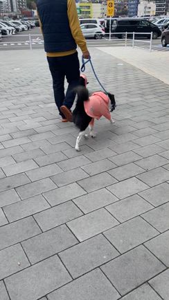 我が家の子どもたち（ワンニャン）に可愛いプレゼントを買いました♪の記事動画