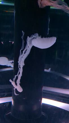 品川アクアパークの記事動画