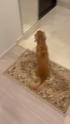 高圧洗浄機の出番の記事動画