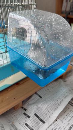 ふうちゃんの記事動画