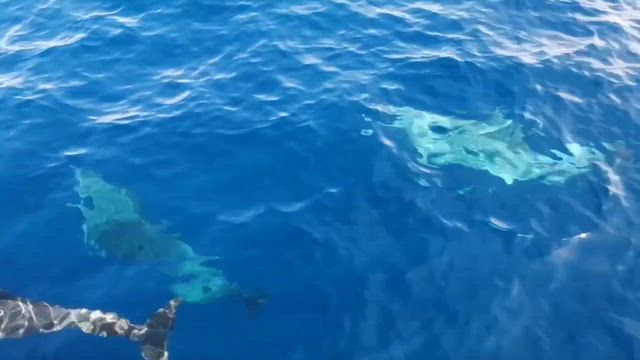 2025.10.30 第44回　今シーズンのラストはハンドウイルカの大群の記事動画