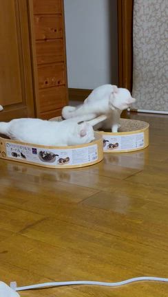 猫侍のあなごちゃんの記事動画