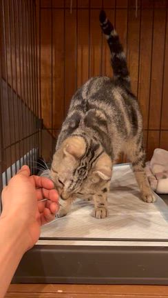 ピーチちゃんも避妊手術の記事動画