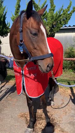 馬術大会見学おまけの記事動画