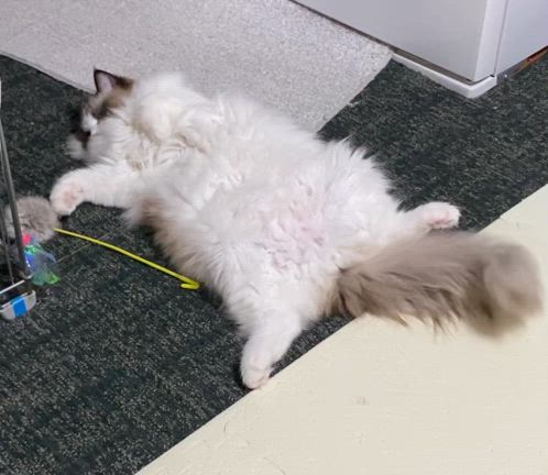 シン•猫タワー／1歳で５ｋｇの記事動画