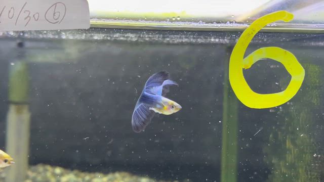 孫娘に夢中！！！の記事動画