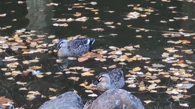 ゴミ拾いの呪いの記事動画